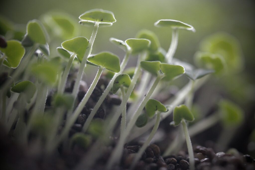 Planta pequena crescendo sobre pilha de moedas em fundo claro.